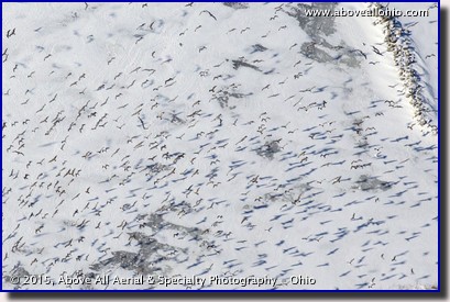 A close up overhead view of a flock of seagulls flying above a frozen body of water near a water treatment plant in Fremont, Ohio.