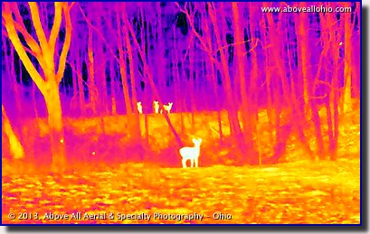 An infrared image of a wooded area in the winter quickly and easily reveals four (4) deer.