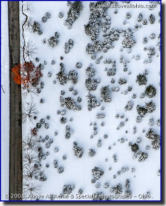 A nearly vertical view of snow-covered trees - and one tree still showing off its fall color - in northern Ohio.
