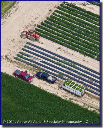 A steep oblique aerial photo of farmers with freshly harvested green peppers in a field near North Fairfield, OH.
