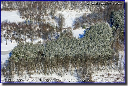 An aerial view of some snow-covered pine trees and bare deciduous trees somewhere in northeastern Ohio.